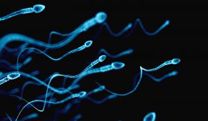 spermatozoïdes